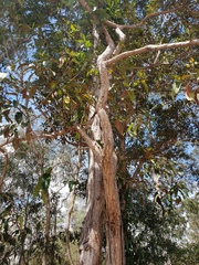 Lophostemon suaveolens