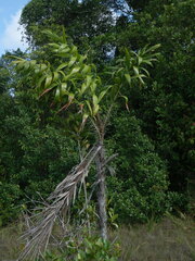 Bactris campestris
