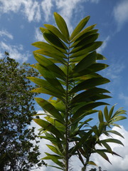 Bactris campestris