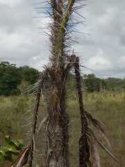 Bactris campestris