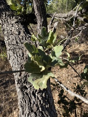 Quercus chihuahuensis