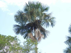 Mauritia flexuosa