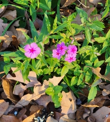 Phlox drummondii