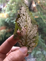 Xanthogaleruca luteola