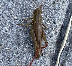 Melanoplus yarrowii