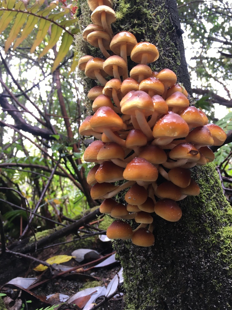 Hypholoma frowardii
