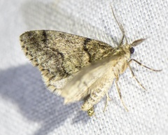 Tephronia sepiaria
