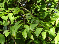 Margaritaria indica