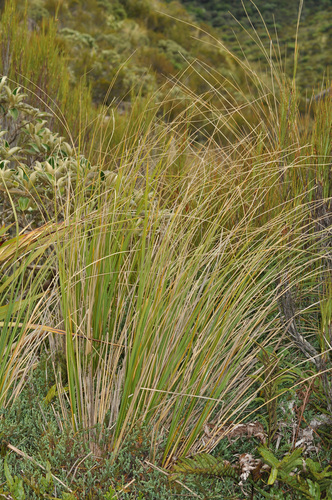 Image of Chionochloa pallens by (c) Pieter Pelser, some rights reserved (CC BY)