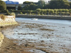 Chroicocephalus ridibundus