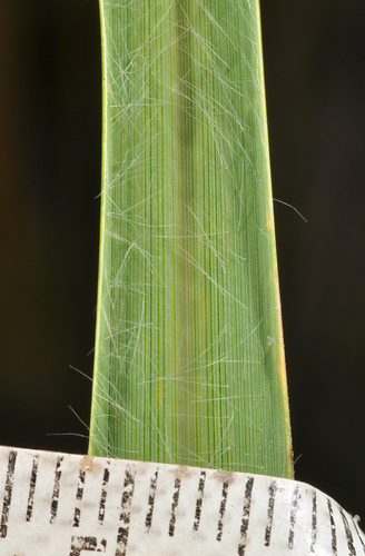 Image of Chionochloa pallens by (c) Pieter Pelser, some rights reserved (CC BY)