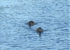 Anas platyrhynchos platyrhynchos