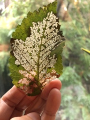 Xanthogaleruca luteola