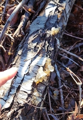 Tremella fuciformis