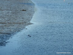 Chroicocephalus ridibundus