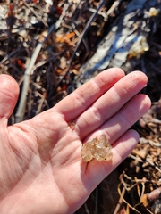 Tremella fuciformis
