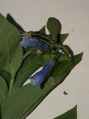 Mertensia