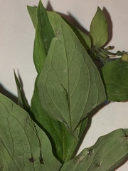 Mertensia