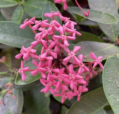 Ixora casei