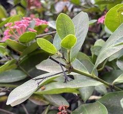 Ixora casei