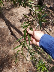 Melaleuca salicina