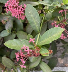 Ixora casei