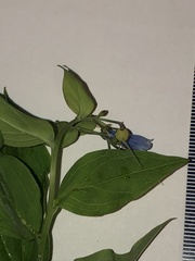 Mertensia