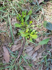 Sphaeromorphaea australis