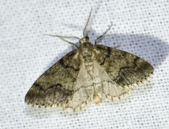Tephronia sepiaria
