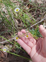 Erigeron karvinskianus