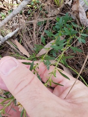 Erigeron karvinskianus