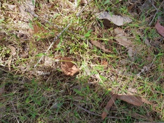 Ottochloa gracillima