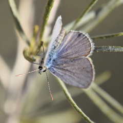 Hemiargus ceraunus
