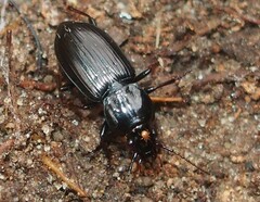 Pterostichus mutus