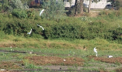 Bubulcus ibis
