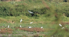 Bubulcus ibis