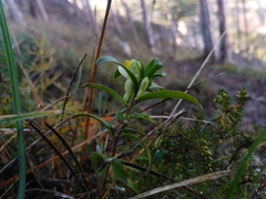 Polygaloides chamaebuxus