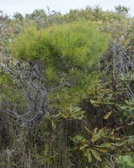 Hakea actites