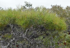 Hakea actites