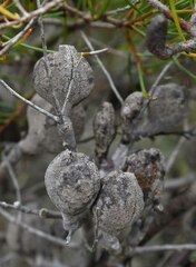 Hakea actites