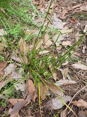Zephyranthes candida
