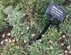 Trifolium dasyphyllum