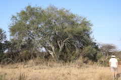 Elaeodendron transvaalense