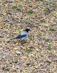 Corvus cornix sharpii