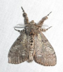 Dasychira vagans
