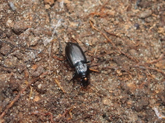 Pterostichus mutus
