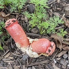 Simblum sphaerocephalum