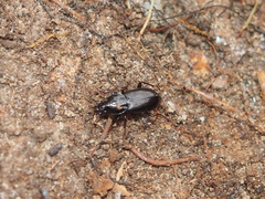 Pterostichus mutus