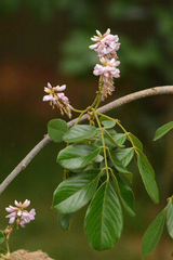 Lonchocarpus sericeus