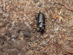Pterostichus mutus